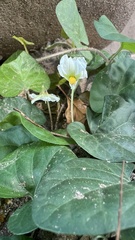 Lycianthes asarifolia