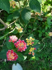 Lantana