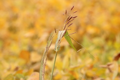 Sorghum halepense