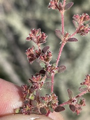 Euphorbia setiloba