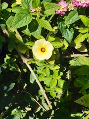 Passifloraceae