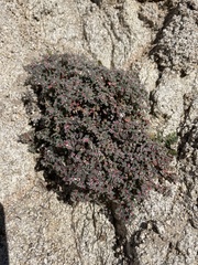 Euphorbia melanadenia