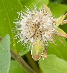 Thyanta custator accerra