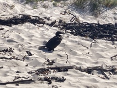 Phalacrocorax capensis