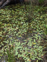 Potamogeton tricarinatus