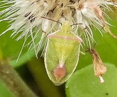 Thyanta custator accerra