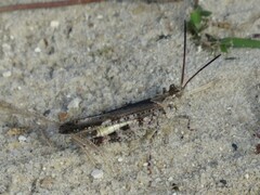 Psinidia fenestralis