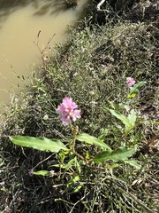 Persicaria bicornis