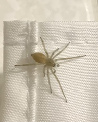 Cheiracanthium inclusum