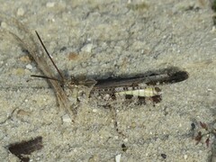 Psinidia fenestralis