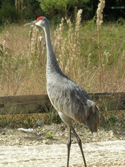 Antigone canadensis pratensis