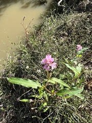 Persicaria bicornis