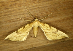 Gandaritis pyraliata