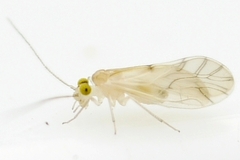 Xanthocaecilius sommermanae