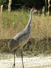 Antigone canadensis pratensis