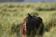 Acridotheres cristatellus