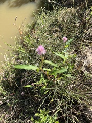 Persicaria bicornis