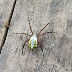 Argiope catenulata