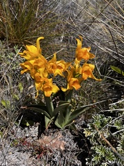 Chloraea alpina