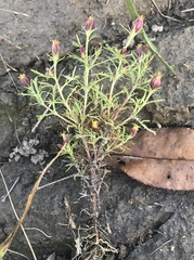 Dyssodia papposa