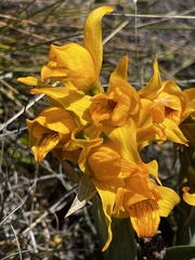 Chloraea alpina