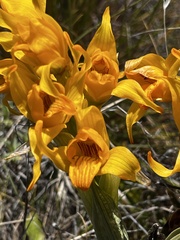 Chloraea alpina
