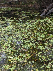 Potamogeton tricarinatus