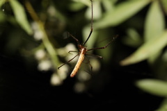 Tetragnatha demissa