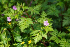 Geranium yeoi