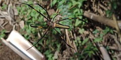 Nephila pilipes