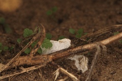 Loweomyces fractipes