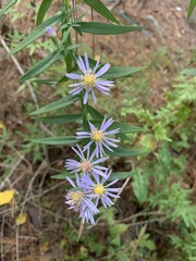 Symphyotrichum divaricatum