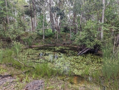 Potamogeton tricarinatus