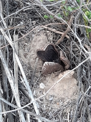 Prosopanche americana