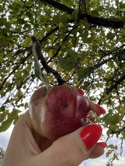 Malus dasyphylla