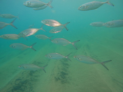 Caranx caballus