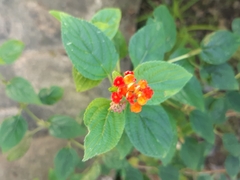 Lantana camara