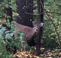 Odocoileus virginianus borealis