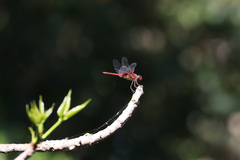 Urothemis aliena