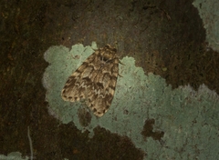 Scaphidriotis xylogramma