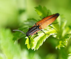 Elatichrosis trisulcatus