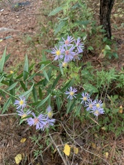 Symphyotrichum divaricatum