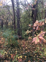 Odocoileus virginianus borealis