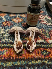 Thaxterogaster purpurascens