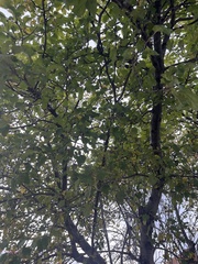 Malus dasyphylla