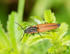 Elatichrosis trisulcatus