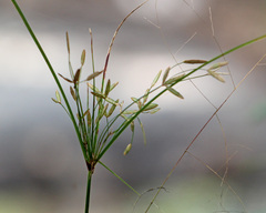 Cyperus lecontei