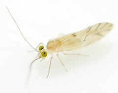 Xanthocaecilius sommermanae