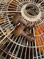 Thaxterogaster purpurascens