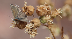 Pseudolucia chilensis